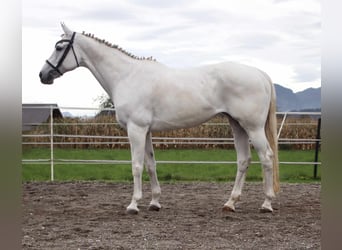 KWPN, Merrie, 16 Jaar, 163 cm, Schimmel