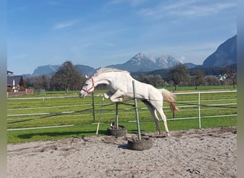 KWPN, Merrie, 16 Jaar, 163 cm, Schimmel