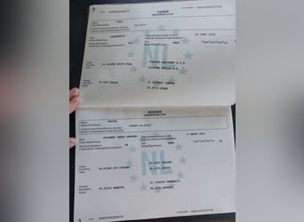 KWPN, Merrie, 16 Jaar, 163 cm, Schimmel