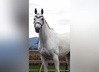 KWPN, Merrie, 16 Jaar, 163 cm, Schimmel
