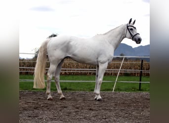 KWPN, Merrie, 16 Jaar, 163 cm, Schimmel