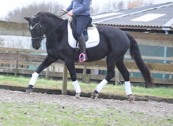 KWPN, Merrie, 16 Jaar, 163 cm, Zwart