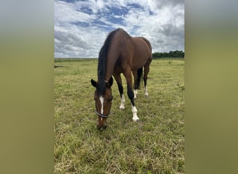 KWPN, Merrie, 16 Jaar, 165 cm, Bruin