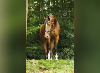 KWPN, Merrie, 16 Jaar, 165 cm, Bruin