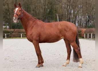 KWPN, Merrie, 16 Jaar, 165 cm, Vos