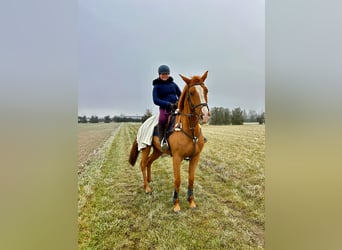 KWPN, Merrie, 16 Jaar, 165 cm, Vos