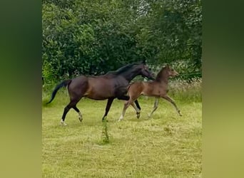 KWPN, Merrie, 16 Jaar, 166 cm, Donkerbruin