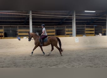 KWPN, Merrie, 16 Jaar, 167 cm, Vos