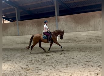 KWPN, Merrie, 16 Jaar, 167 cm, Vos