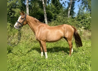 KWPN, Merrie, 16 Jaar, 167 cm, Vos