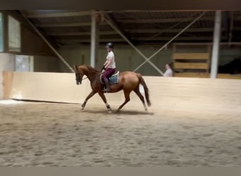 KWPN, Merrie, 16 Jaar, 167 cm, Vos