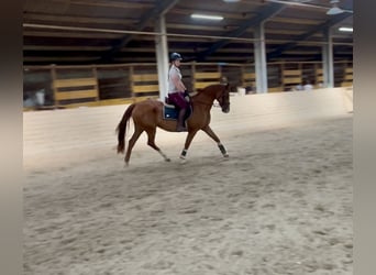 KWPN, Merrie, 16 Jaar, 167 cm, Vos