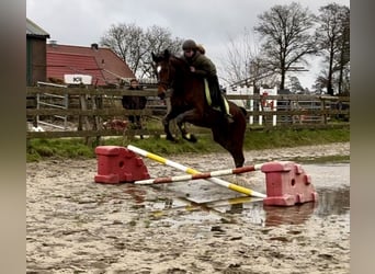 KWPN, Merrie, 16 Jaar, 168 cm, Bruin