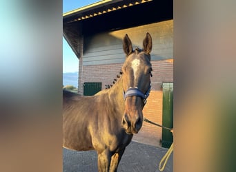 KWPN, Merrie, 16 Jaar, 168 cm, Donkerbruin