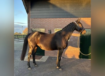 KWPN, Merrie, 16 Jaar, 168 cm, Donkerbruin