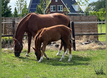 KWPN, Merrie, 16 Jaar, 168 cm, Vos