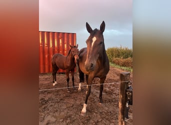 KWPN, Merrie, 16 Jaar, 168 cm, Zwartbruin