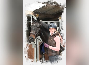 KWPN, Merrie, 16 Jaar, 172 cm, Donkerbruin