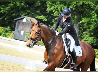 KWPN, Merrie, 16 Jaar, 173 cm, Bruin