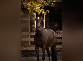 KWPN, Merrie, 16 Jaar, 174 cm, Bruin