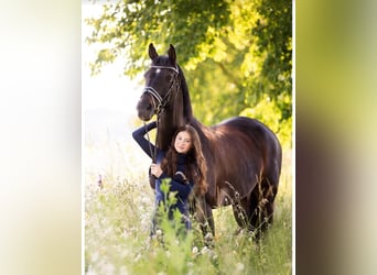 KWPN, Merrie, 16 Jaar, 174 cm, Donkerbruin