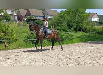 KWPN, Merrie, 16 Jaar, 174 cm, Donkerbruin