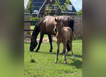 KWPN, Merrie, 16 Jaar, 174 cm, Donkerbruin