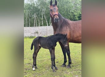 KWPN, Merrie, 16 Jaar, 174 cm, Donkerbruin