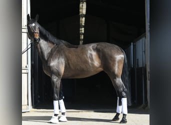 KWPN, Merrie, 16 Jaar, 178 cm, Donkerbruin