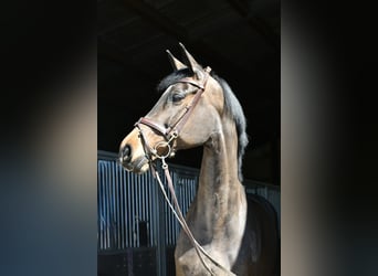 KWPN, Merrie, 16 Jaar, 178 cm, Donkerbruin