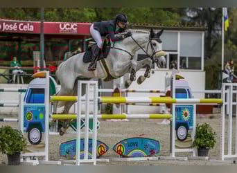 KWPN, Merrie, 16 Jaar, 179 cm, Schimmel