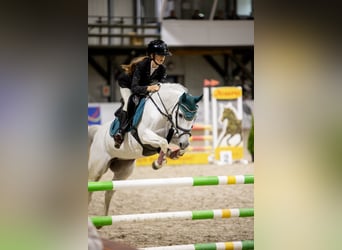 KWPN, Merrie, 17 Jaar, 140 cm, Schimmel