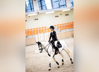KWPN, Merrie, 17 Jaar, 140 cm, Schimmel