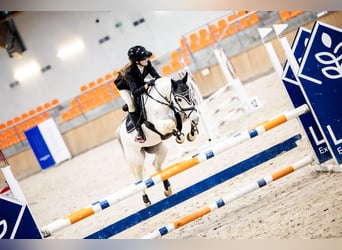 KWPN, Merrie, 17 Jaar, 140 cm, Schimmel