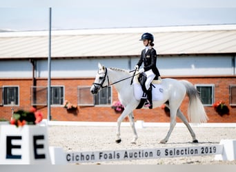 KWPN, Merrie, 17 Jaar, 140 cm, Schimmel