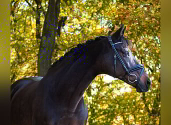 KWPN, Merrie, 17 Jaar, 160 cm, Donkerbruin