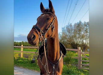 KWPN, Merrie, 17 Jaar, 160 cm, Donkerbruin
