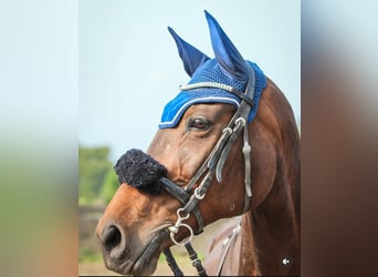 KWPN, Merrie, 17 Jaar, 160 cm, Donkerbruin