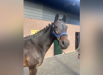 KWPN, Merrie, 17 Jaar, 164 cm, Donkerbruin