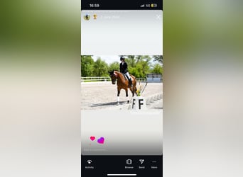 KWPN Mix, Merrie, 17 Jaar, 165 cm, Roodbruin