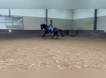 KWPN, Merrie, 17 Jaar, 169 cm, Zwart