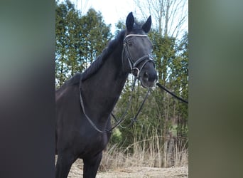 KWPN, Merrie, 17 Jaar, 169 cm, Zwart