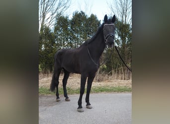 KWPN, Merrie, 17 Jaar, 169 cm, Zwart