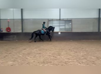 KWPN, Merrie, 17 Jaar, 169 cm, Zwart