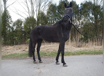 KWPN, Merrie, 17 Jaar, 169 cm, Zwart