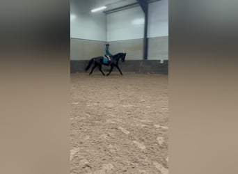 KWPN, Merrie, 17 Jaar, 169 cm, Zwart