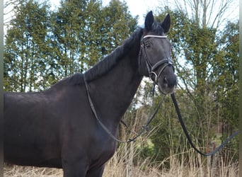 KWPN, Merrie, 17 Jaar, 169 cm, Zwart