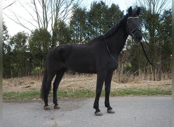 KWPN, Merrie, 17 Jaar, 169 cm, Zwart