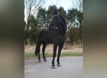 KWPN, Merrie, 17 Jaar, 169 cm, Zwart