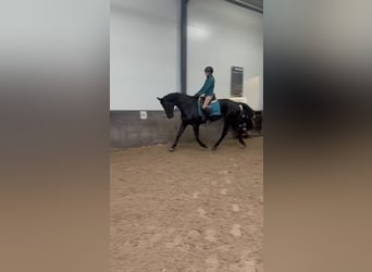 KWPN, Merrie, 17 Jaar, 169 cm, Zwart